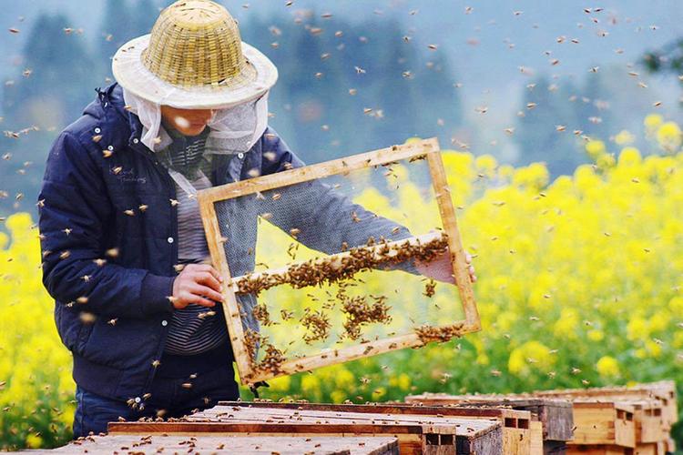 一生与蜜蜂为伍，寻觅最甜蜜的生活——蜜蜂之家